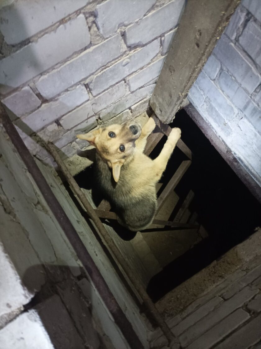 Собаку из глубокого подвала вытащили ульяновские спасатели , фото-1