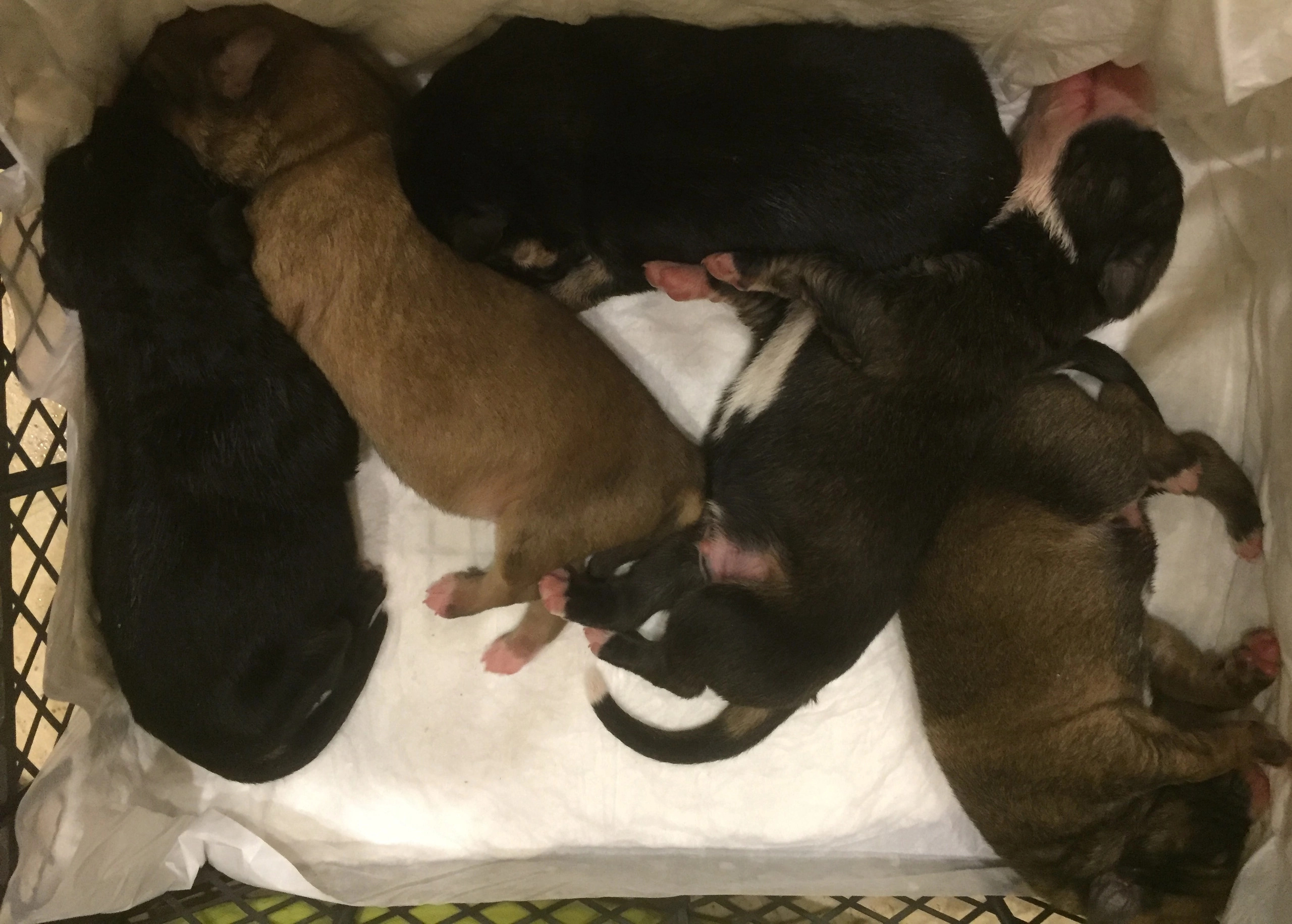 Выброшенные Новорожденные щенки