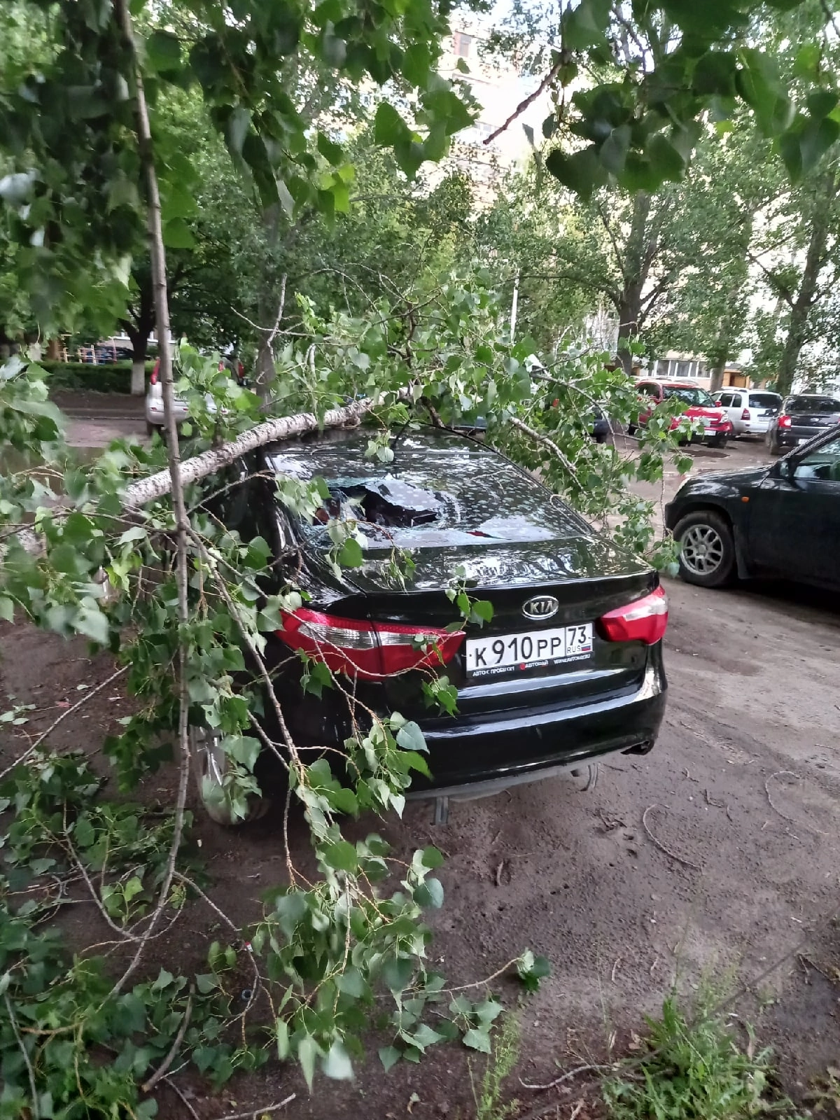 В Новом городе на автомобиль упало дерево | Новости Ульяновска. Смотреть  онлайн