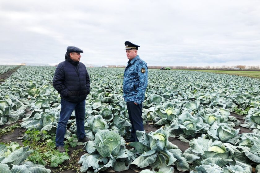 Смотреть онлайн урожай на столе