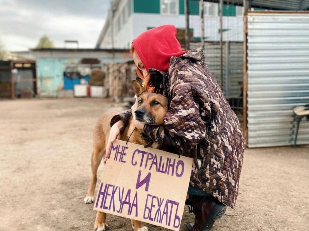 Зоозащитники хотят пристроить бездомных животных Ульяновска. Горвласть  против? | Новости Ульяновска. Смотреть онлайн