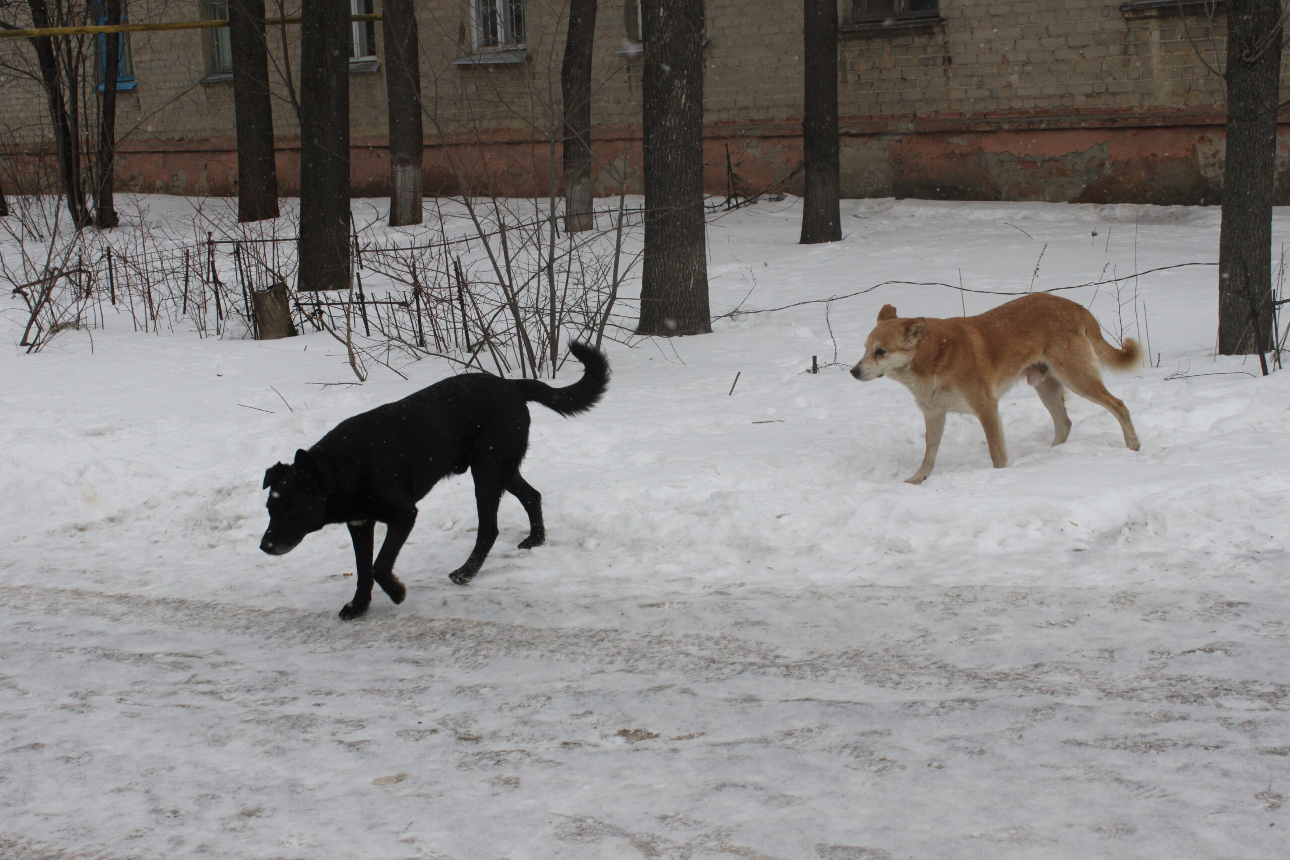 Загрызли собаку что делать. Загрызли собаку что делать. Памятка если напала собака. Загрызли собаку что делать. Загрызли собаку что делать.