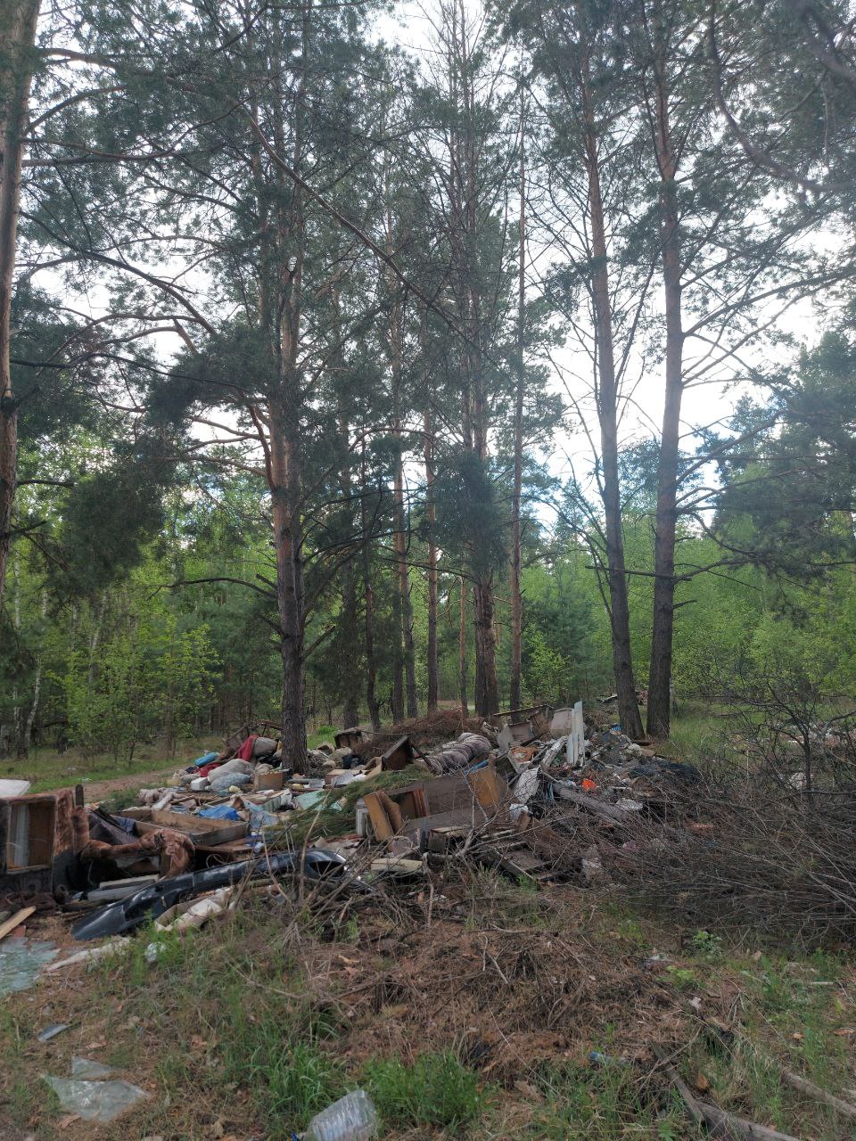 В лесу в Тереньгульском районе образовалась стихийная свалка | Новости  Ульяновска. Смотреть онлайн