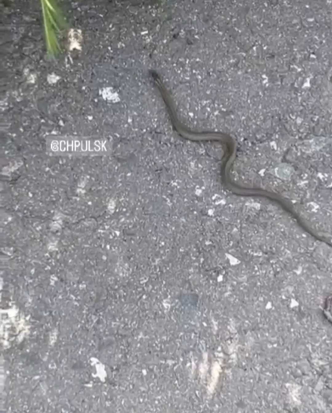 фото медянки змеи в россии