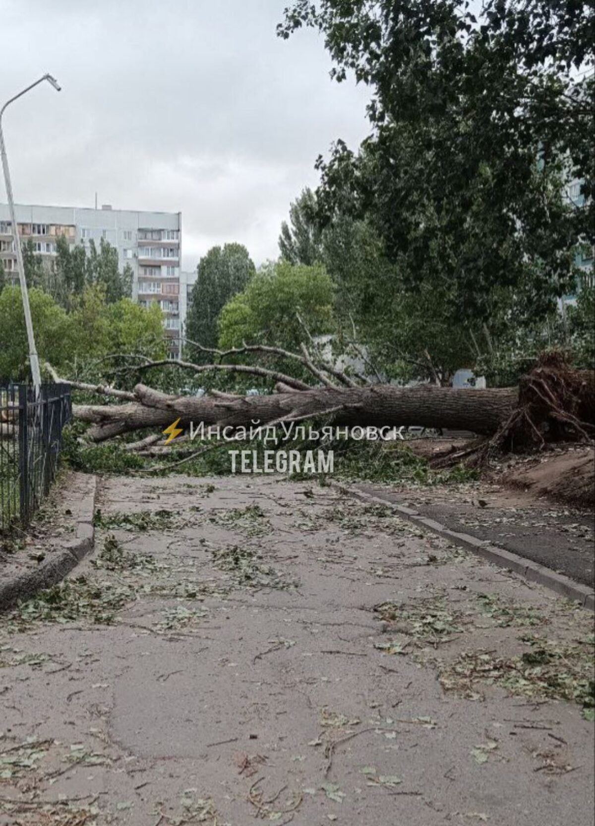 Поваленные деревья загородили дорогу | Новости Ульяновска. Смотреть онлайн