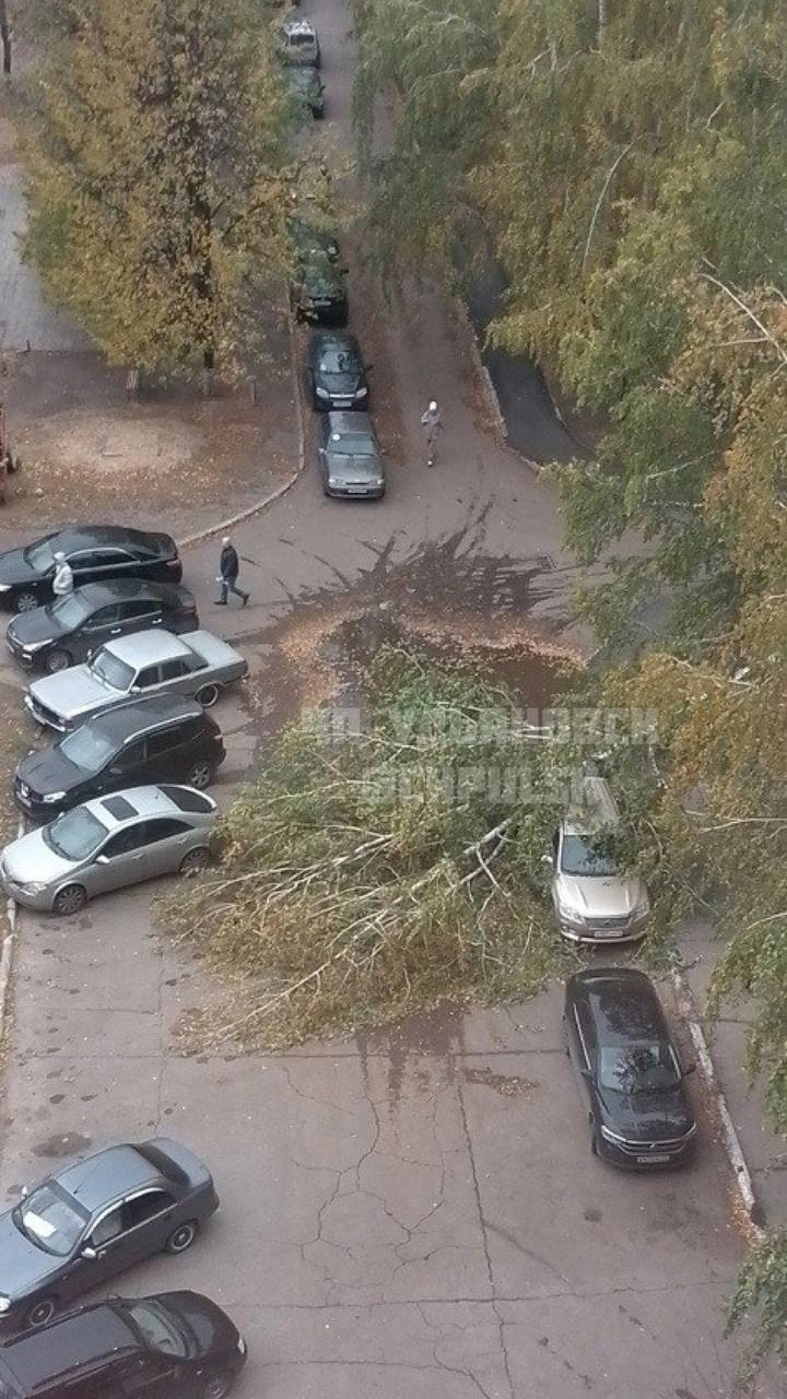 В Ульяновске сильный ветер вырвал с корнем тополя и березы, помял  автомобили (фото) | Новости Ульяновска. Смотреть онлайн