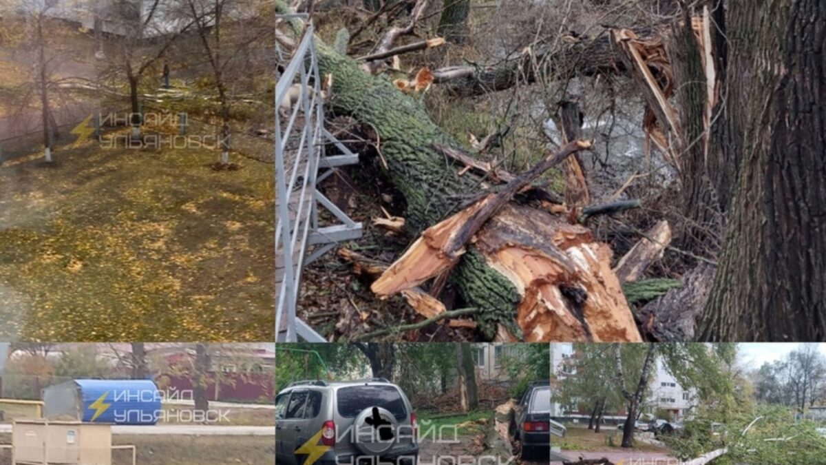 Деревья в Ульяновске калечат людей и падают на машины. Кто за это ответит?  | Новости Ульяновска. Смотреть онлайн