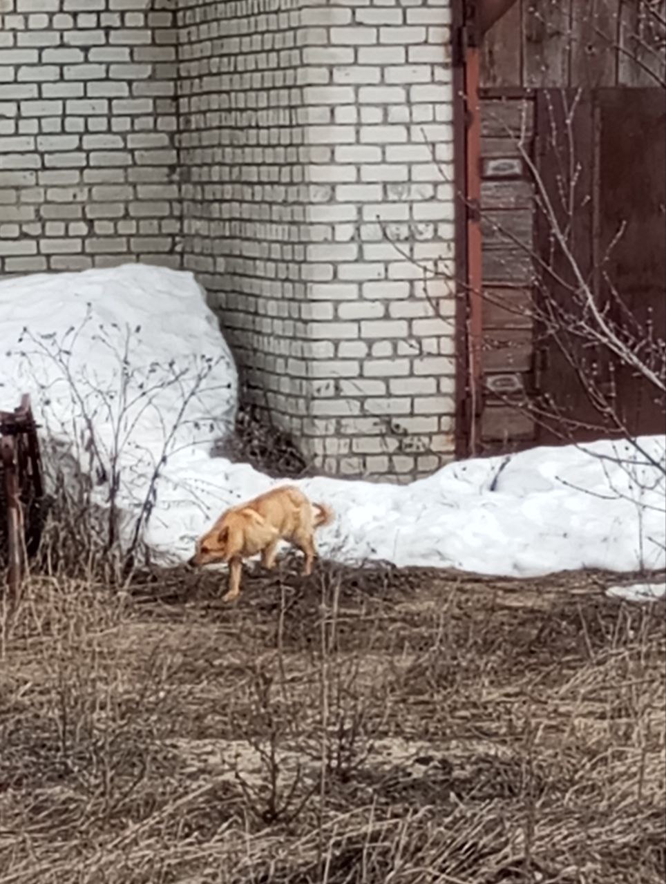 В Сенгилеевском районе бродячие собаки загрызли овцу | Новости Ульяновска.  Смотреть онлайн