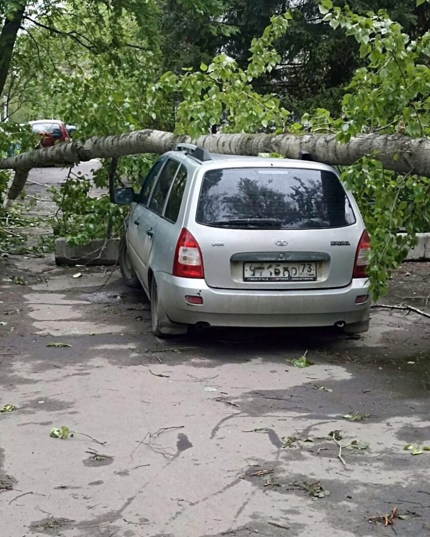 На Кузоватовской дерево упало на автомобиль | Новости Ульяновска. Смотреть  онлайн